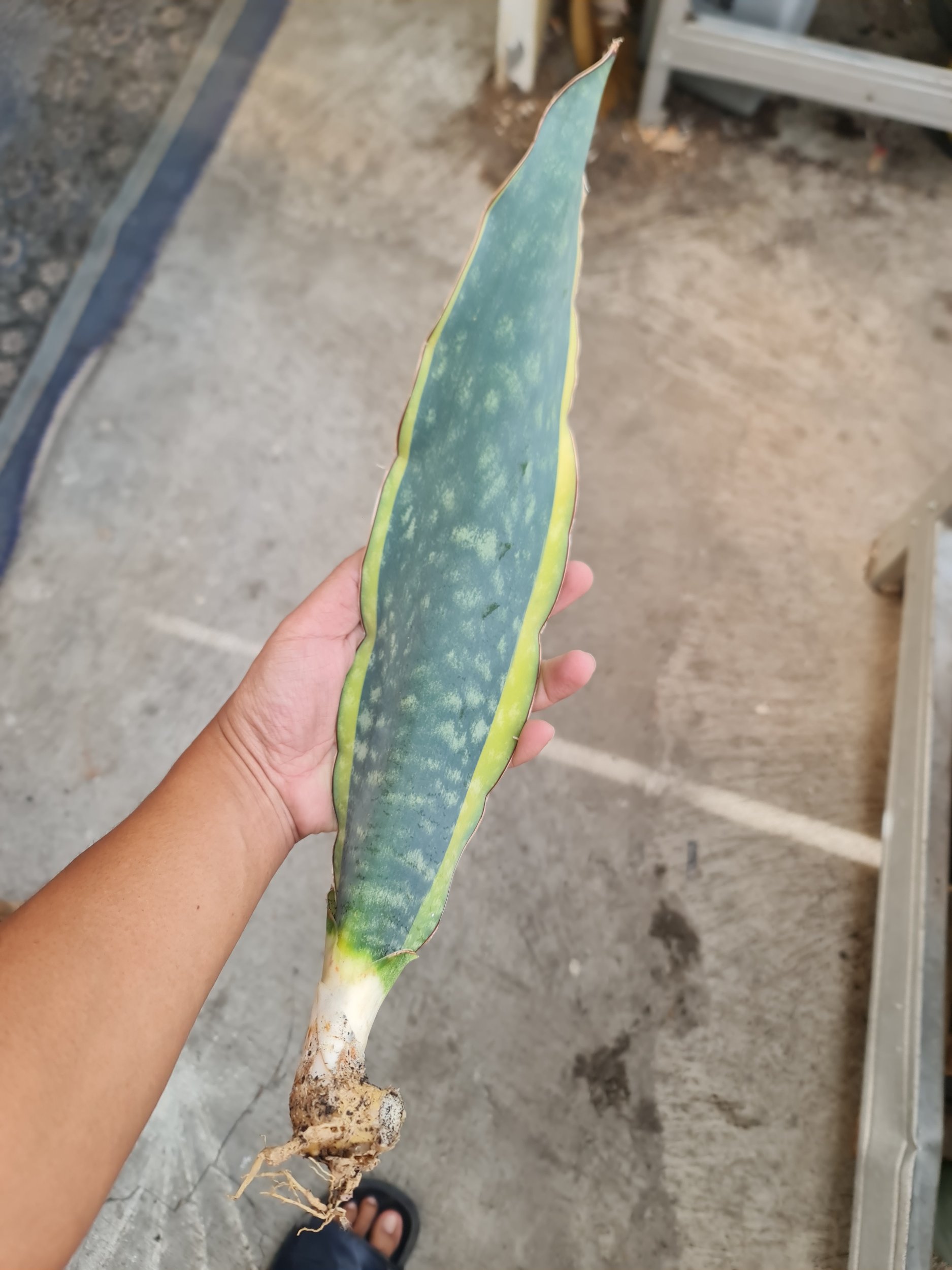 Sansevieria Douglas Marginata, real gallery image #1 plants. Picture taken directly from kaktus.id community Sansevieria farmer green houses.