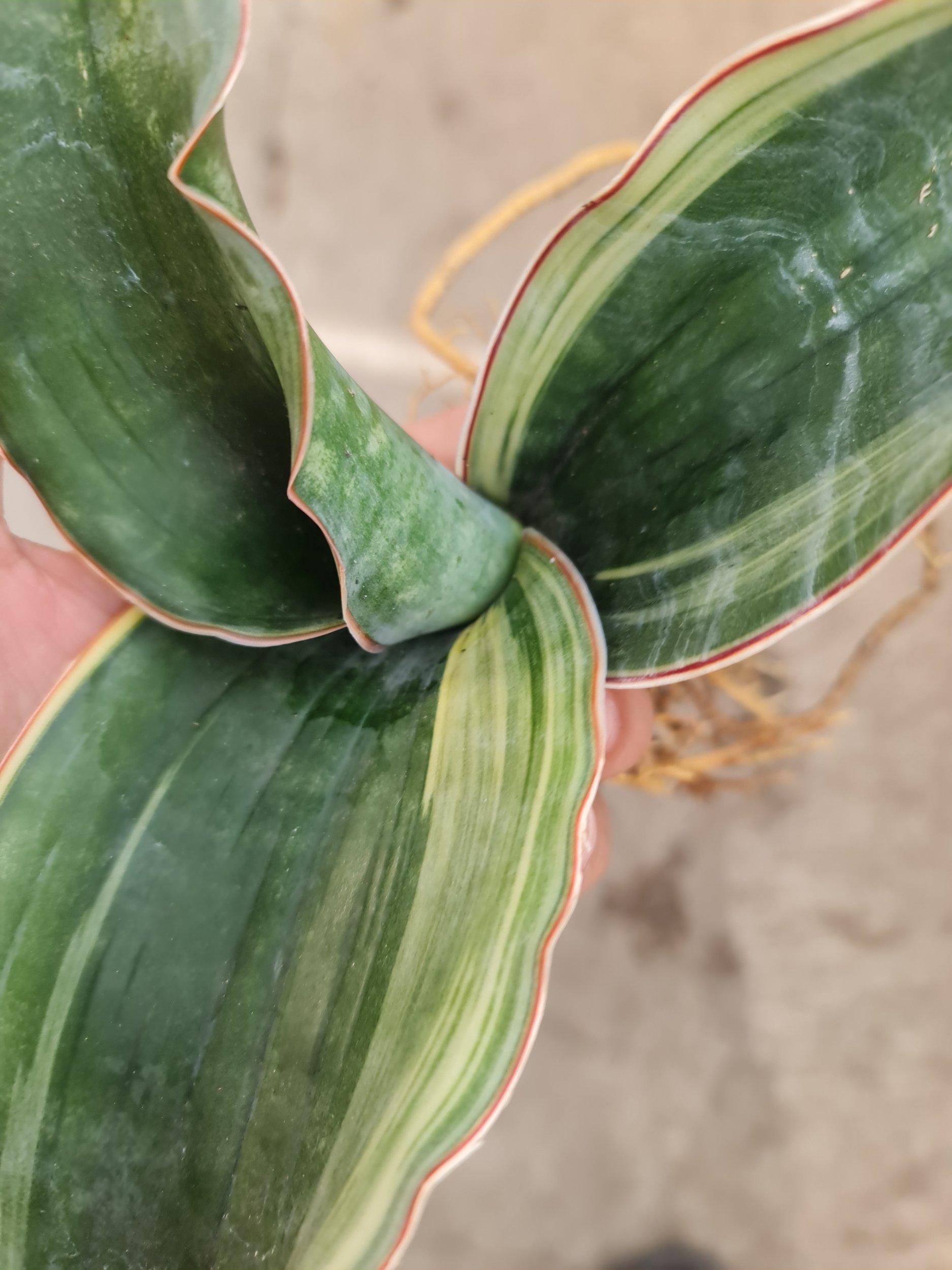 Sansevieria Dragon Black Variegated, real gallery image #1 plants. Picture taken directly from kaktus.id community Sansevieria farmer green houses.