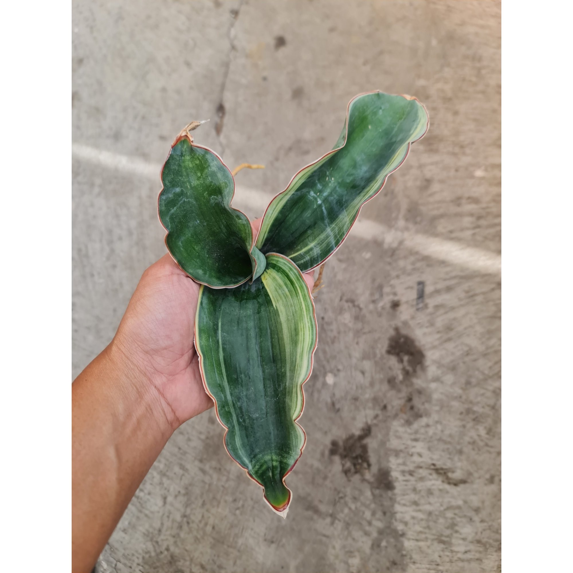 Sansevieria Dragon Black Variegated, real feature image plant. Picture taken directly from kaktus.id community Sansevieria farmer green houses.