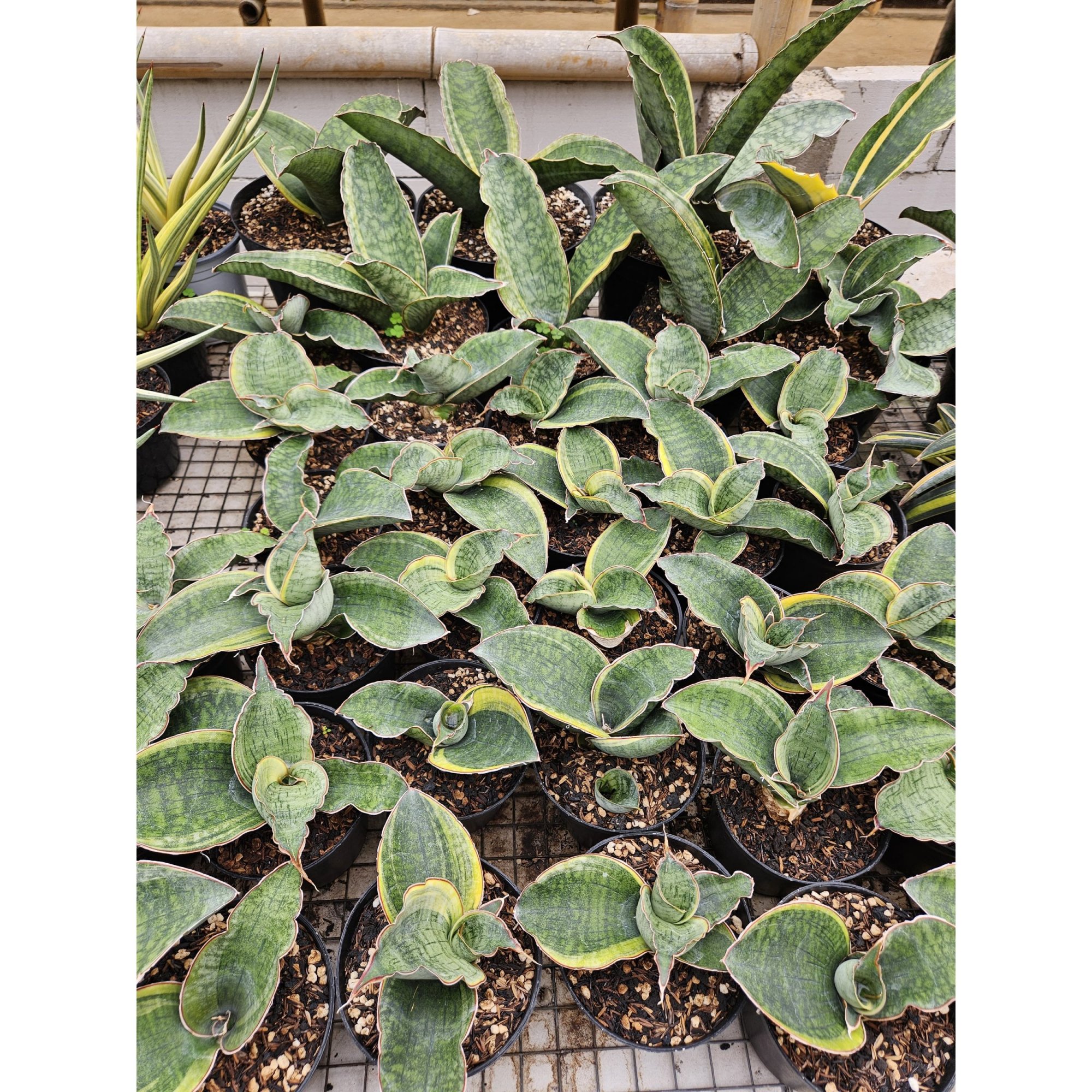 Sansevieria Dragon Compacta Striata, real feature image plant. Picture taken directly from kaktus.id community Sansevieria farmer green houses.