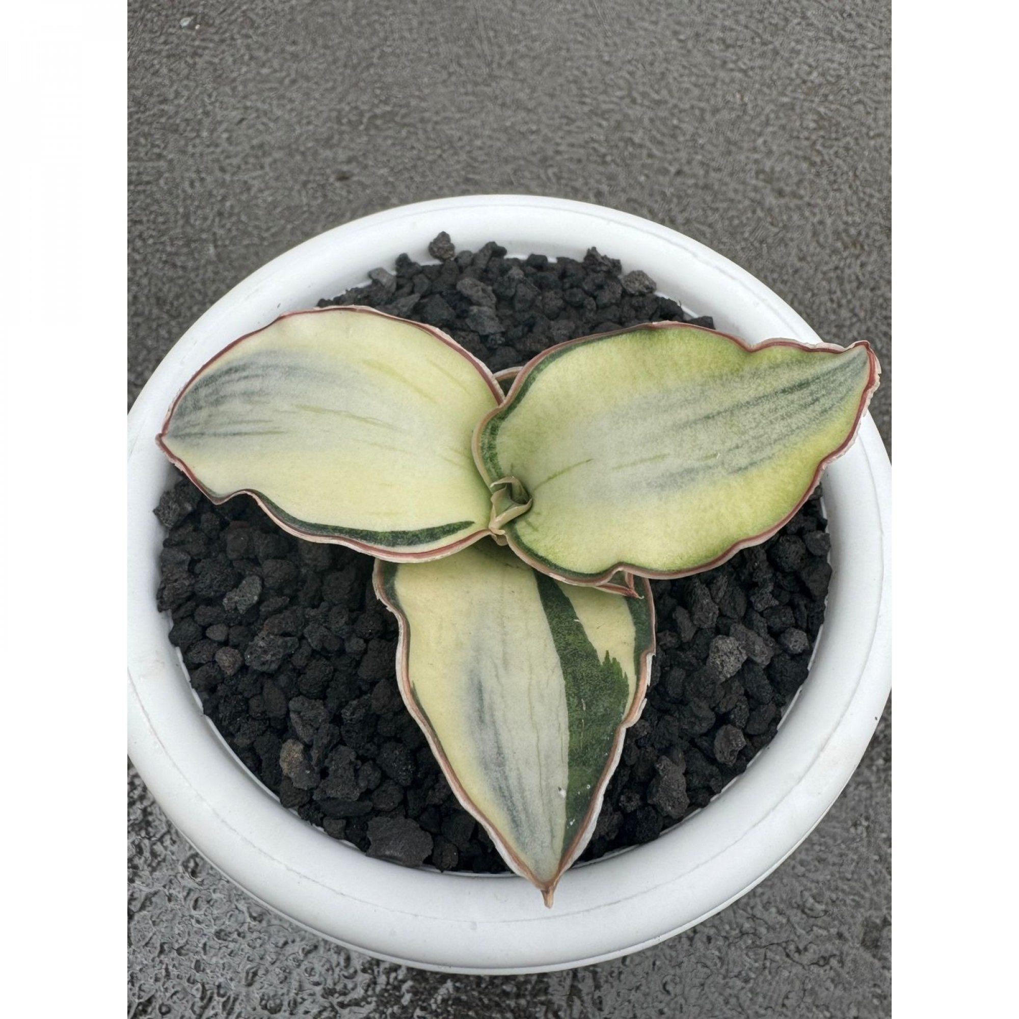 Sansevieria Dragon Compacta White Variegated size 10 cm, real feature image plant. Picture taken directly from kaktus.id community Sansevieria farmer green houses.