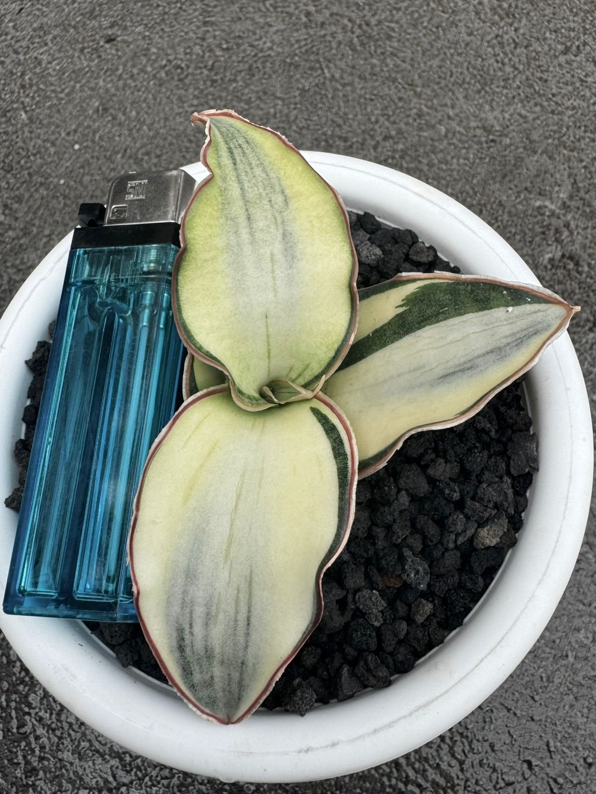 Sansevieria Dragon Compacta White Variegated size 10 cm, real gallery image #1 plants. Picture taken directly from kaktus.id community Sansevieria farmer green houses.