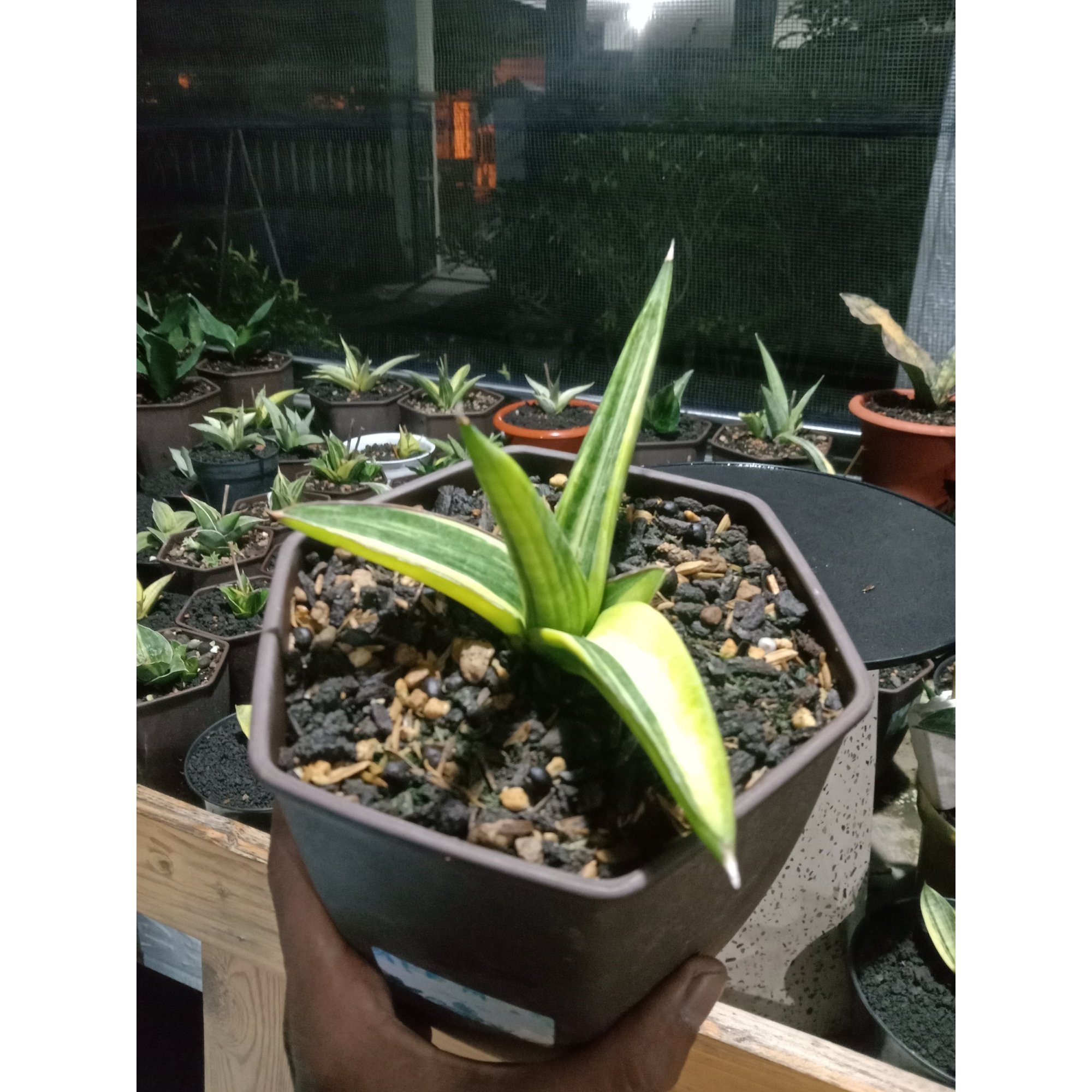 Sansevieria Ed Eby Variegated, real feature image plant. Picture taken directly from kaktus.id community Sansevieria farmer green houses.