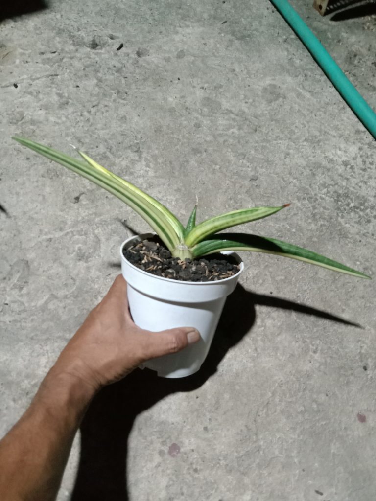 kaktus.id