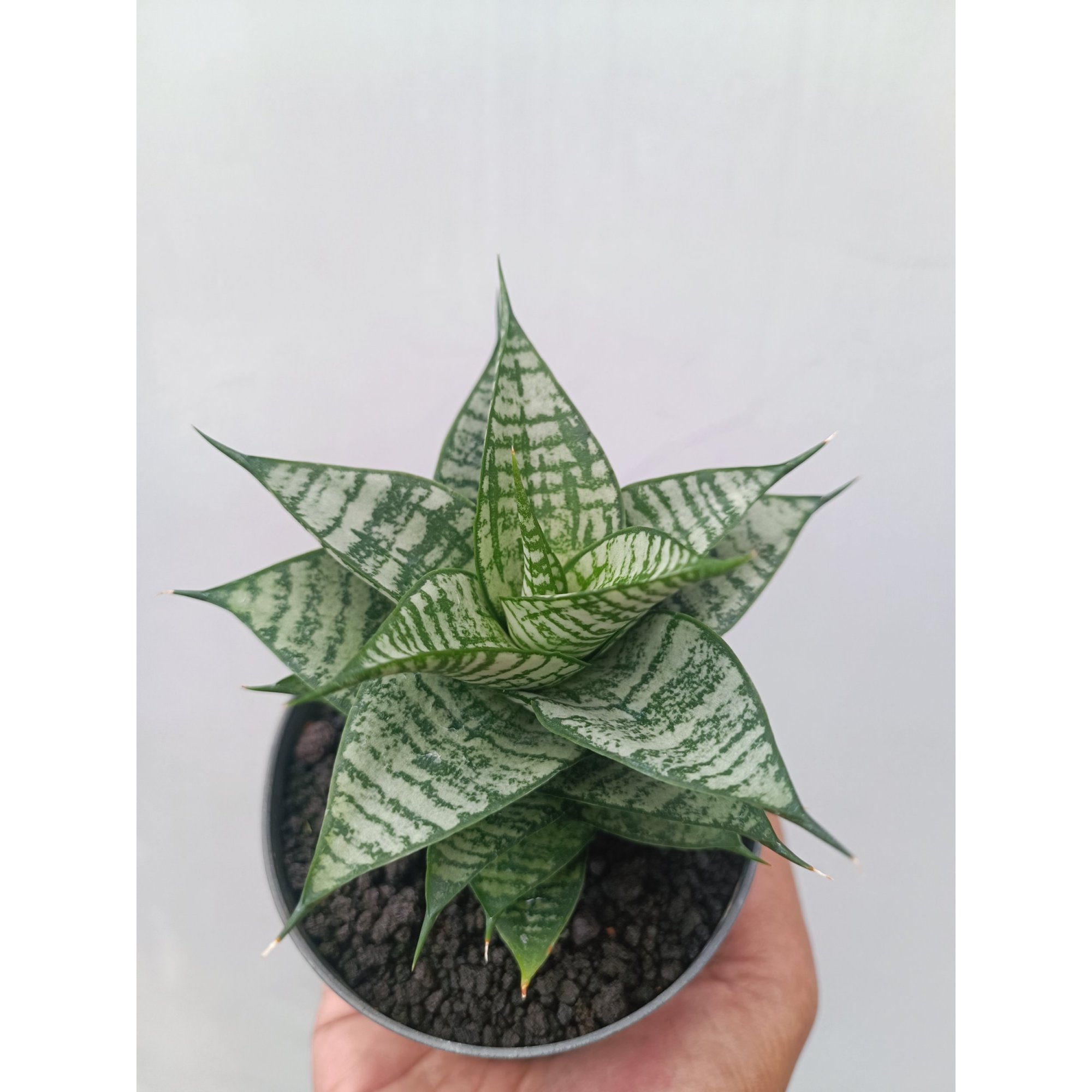Sansevieria Ehrendel, real feature image plant. Picture taken directly from kaktus.id community Sansevieria farmer green houses.