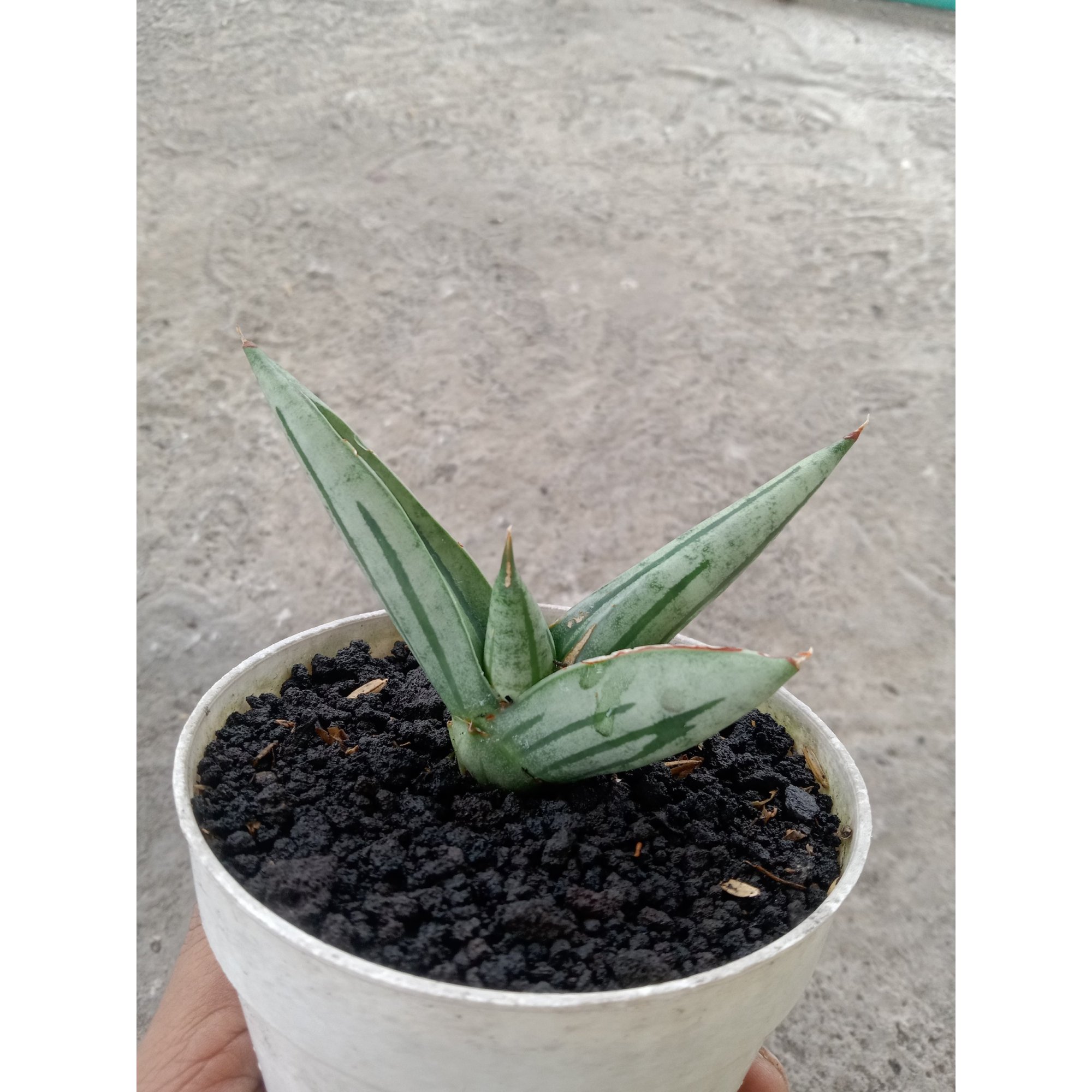 Sansevieria Fatman, real feature image plant. Picture taken directly from kaktus.id community Sansevieria farmer green houses.