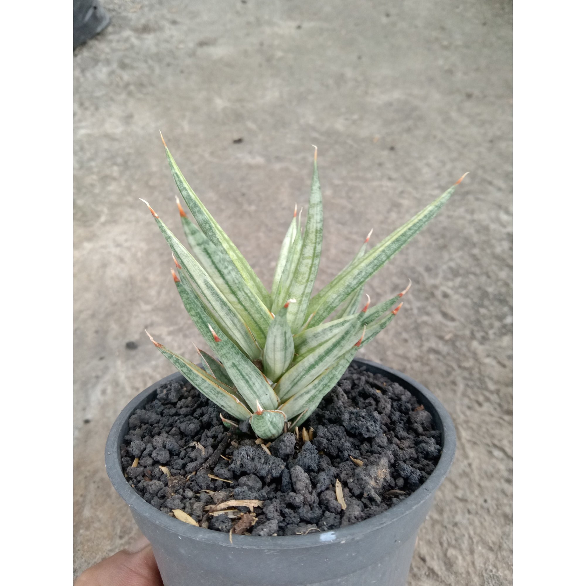 Sansevieria Francisi White Variegated, real feature image plant. Picture taken directly from kaktus.id community Sansevieria farmer green houses.