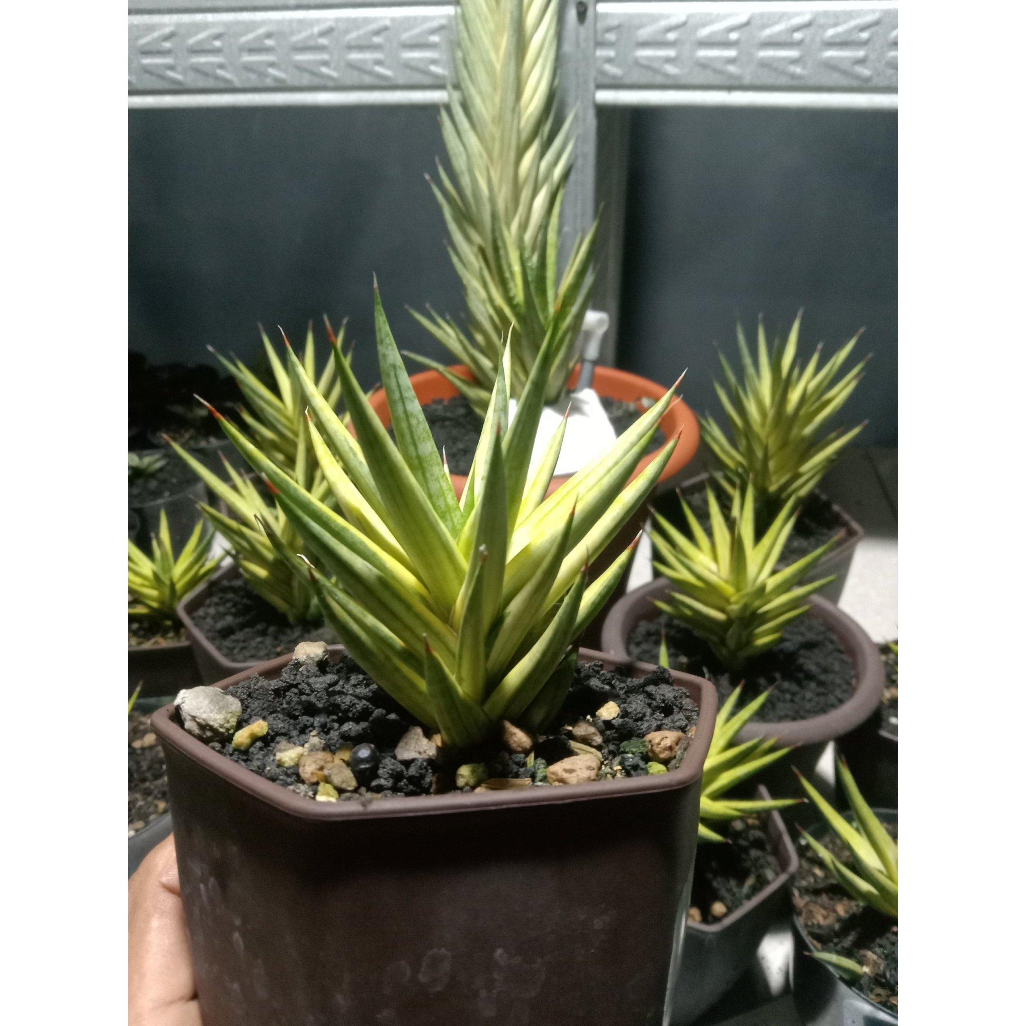 Sansevieria Francisi Yellow Variegated size 10 cm, real feature image plant. Picture taken directly from kaktus.id community Sansevieria farmer green houses.