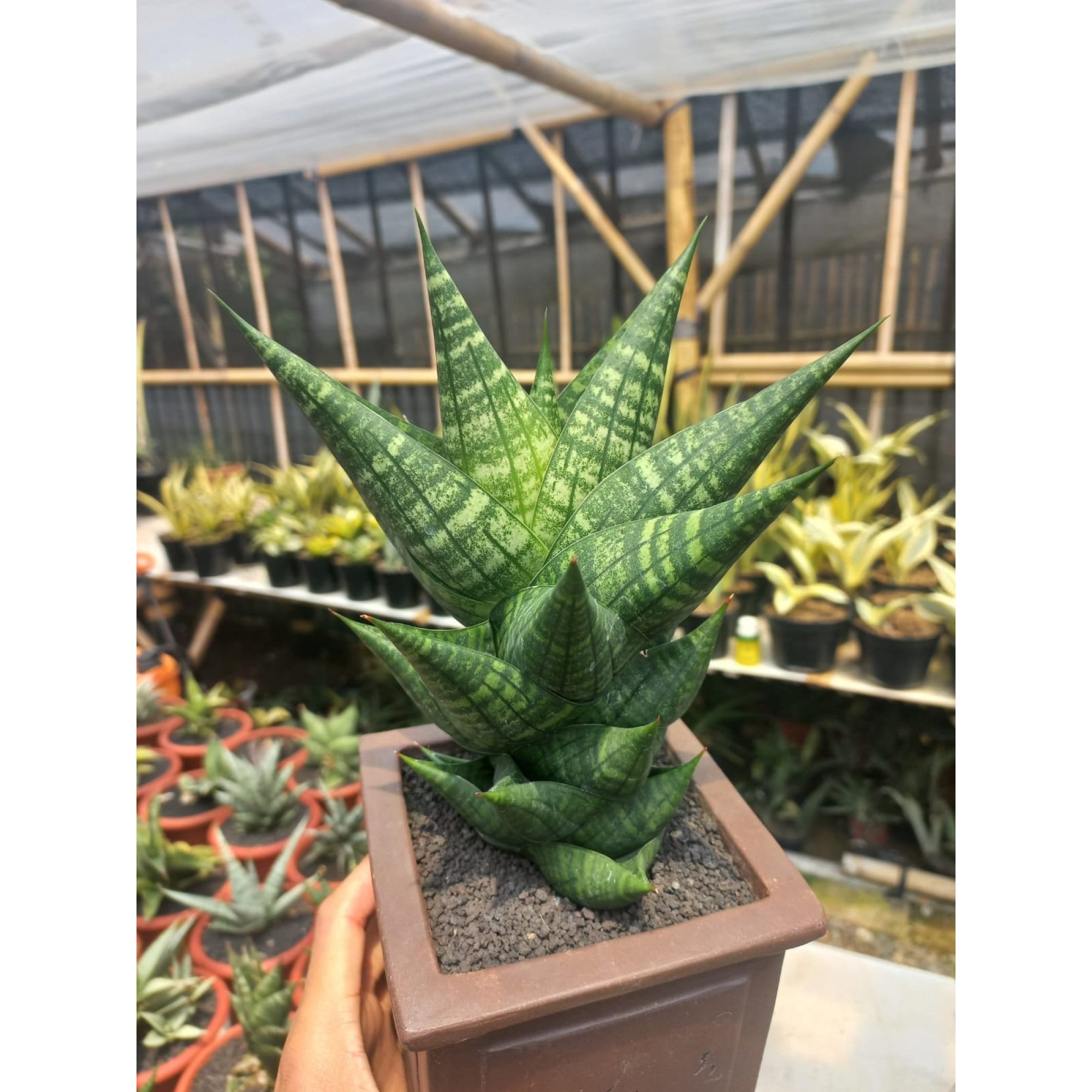 Sansevieria Furong Big Size, real feature image plant. Picture taken directly from kaktus.id community Sansevieria farmer green houses.
