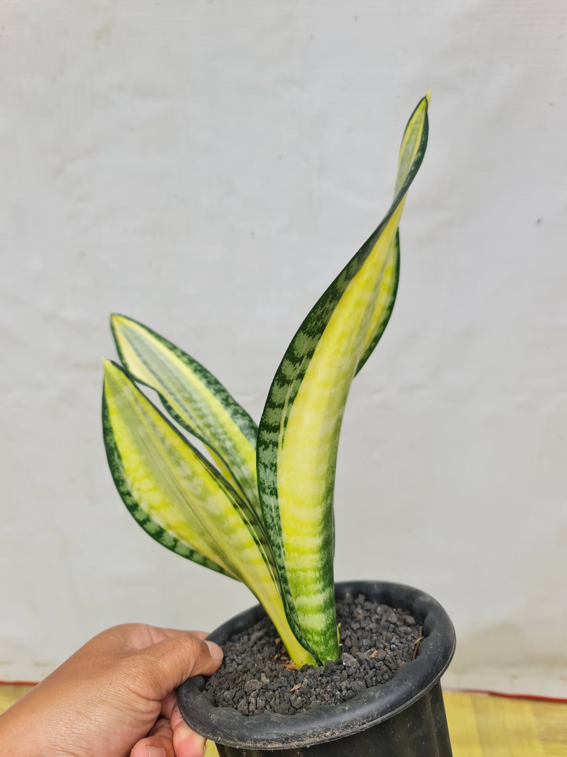 Sansevieria Futura Asahi Hendrica, real gallery image #1 plants. Picture taken directly from kaktus.id community Sansevieria farmer green houses.