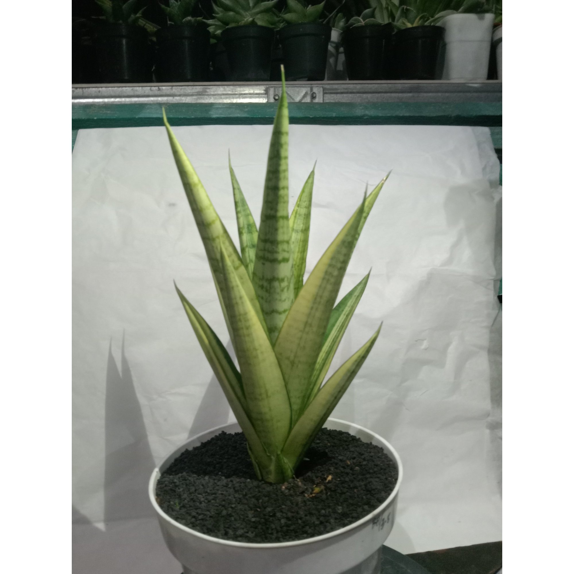 Sansevieria Gabriella Variegated Mateur Form, real feature image plant. Picture taken directly from kaktus.id community Sansevieria farmer green houses.