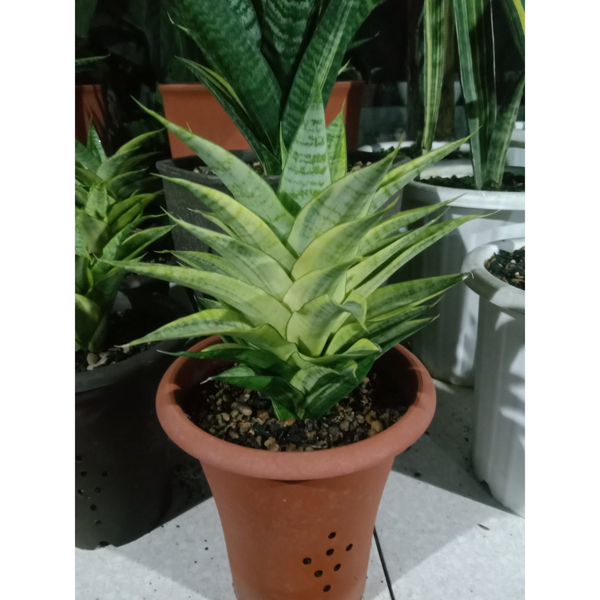 Sansevieria Gabriella Yellow Variegated Medium Size, real feature image plant. Picture taken directly from kaktus.id community Sansevieria farmer green houses.