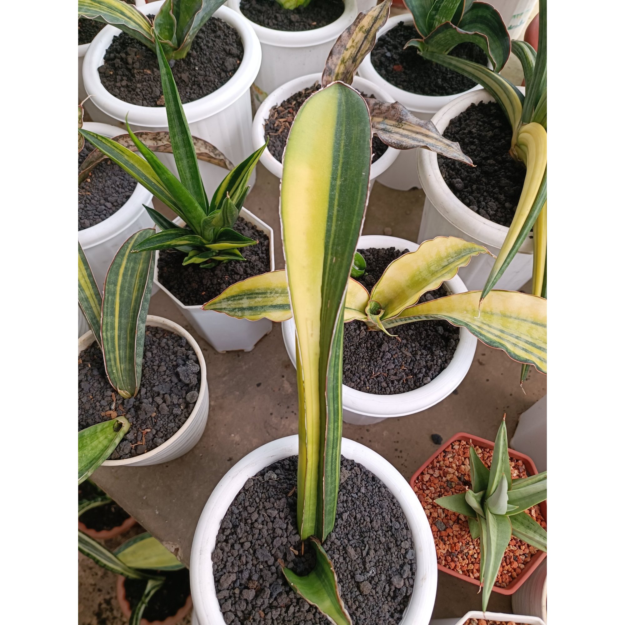 Sansevieria Giant Bat Variegated