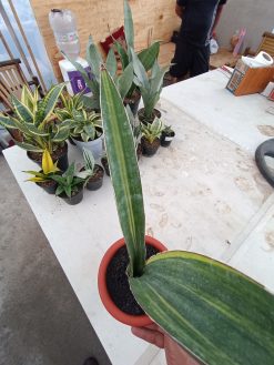Sansevieria Giant Bat Variegated