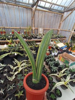 Sansevieria Giant Bat Variegated