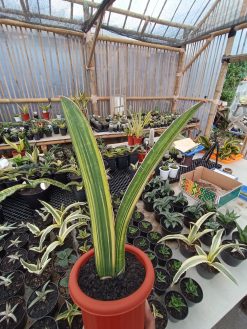 Sansevieria Giant Bat Variegated
