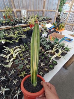 Sansevieria Giant Bat Variegated