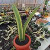 Sansevieria Giant Bat Variegated size 35 cm
