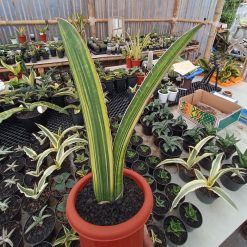 Sansevieria Giant Bat Variegated size 35 cm