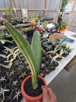 Sansevieria Giant Bat Variegated