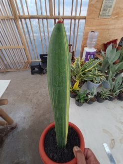 Sansevieria Giant Bat Variegated