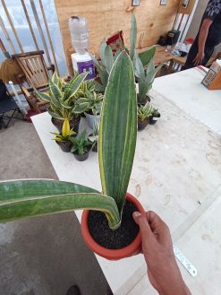 Sansevieria Giant Bat Variegated