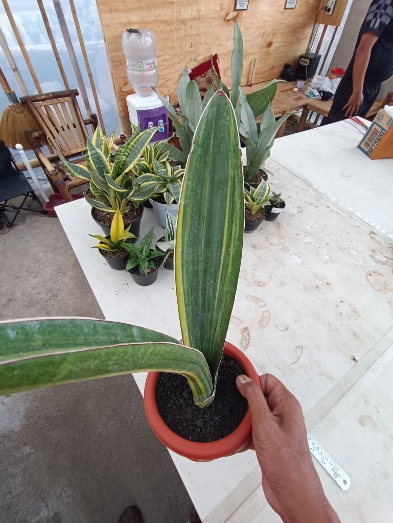 kaktus.id