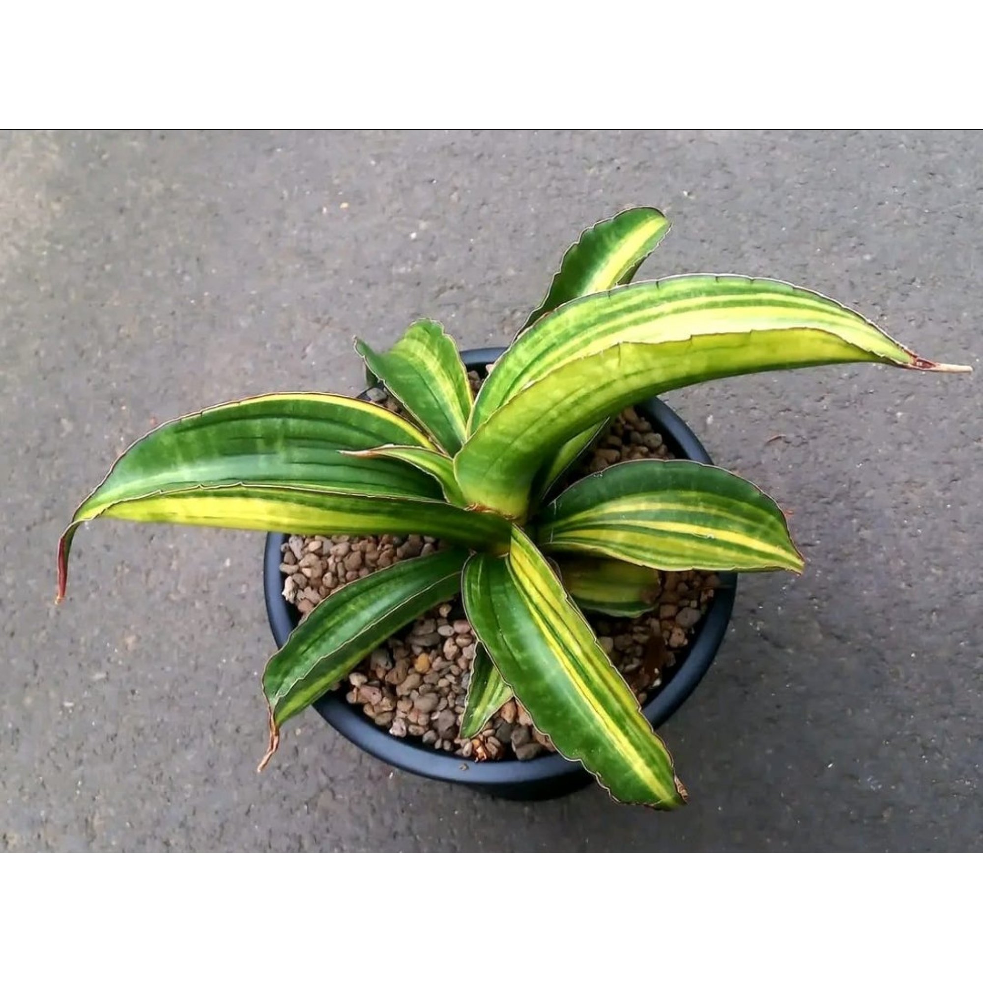 Sansevieria Giant Bat Variegated, real feature image plant. Picture taken directly from kaktus.id community Sansevieria farmer green houses.