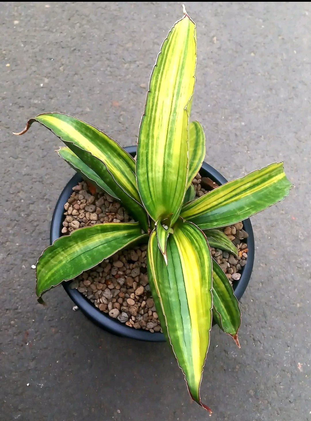Sansevieria Giant Bat Variegated, real gallery image #1 plants. Picture taken directly from kaktus.id community Sansevieria farmer green houses.