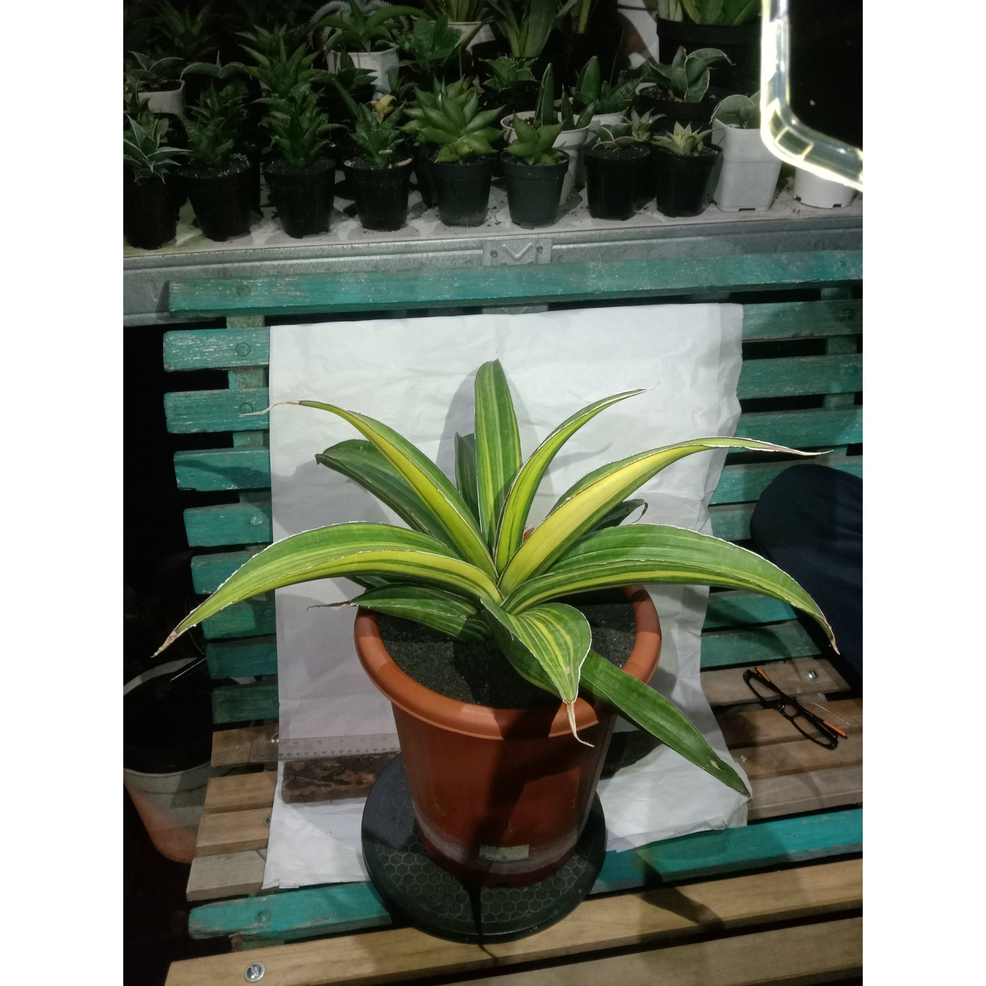 Sansevieria Giantbat Variegated Jumbo Size, real feature image plant. Picture taken directly from kaktus.id community Sansevieria farmer green houses.
