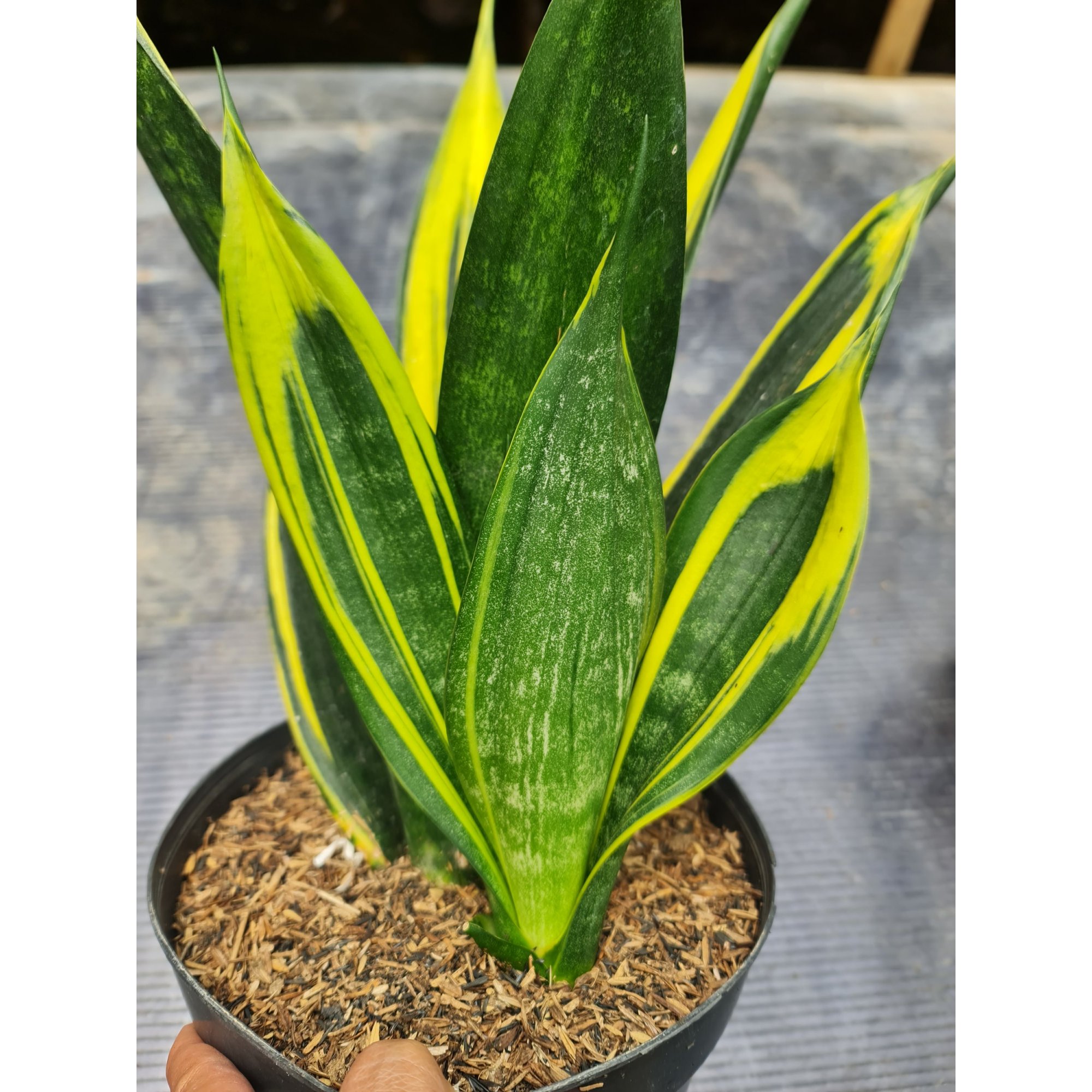 Sansevieria Goldflame Black, real feature image plant. Picture taken directly from kaktus.id community Sansevieria farmer green houses.
