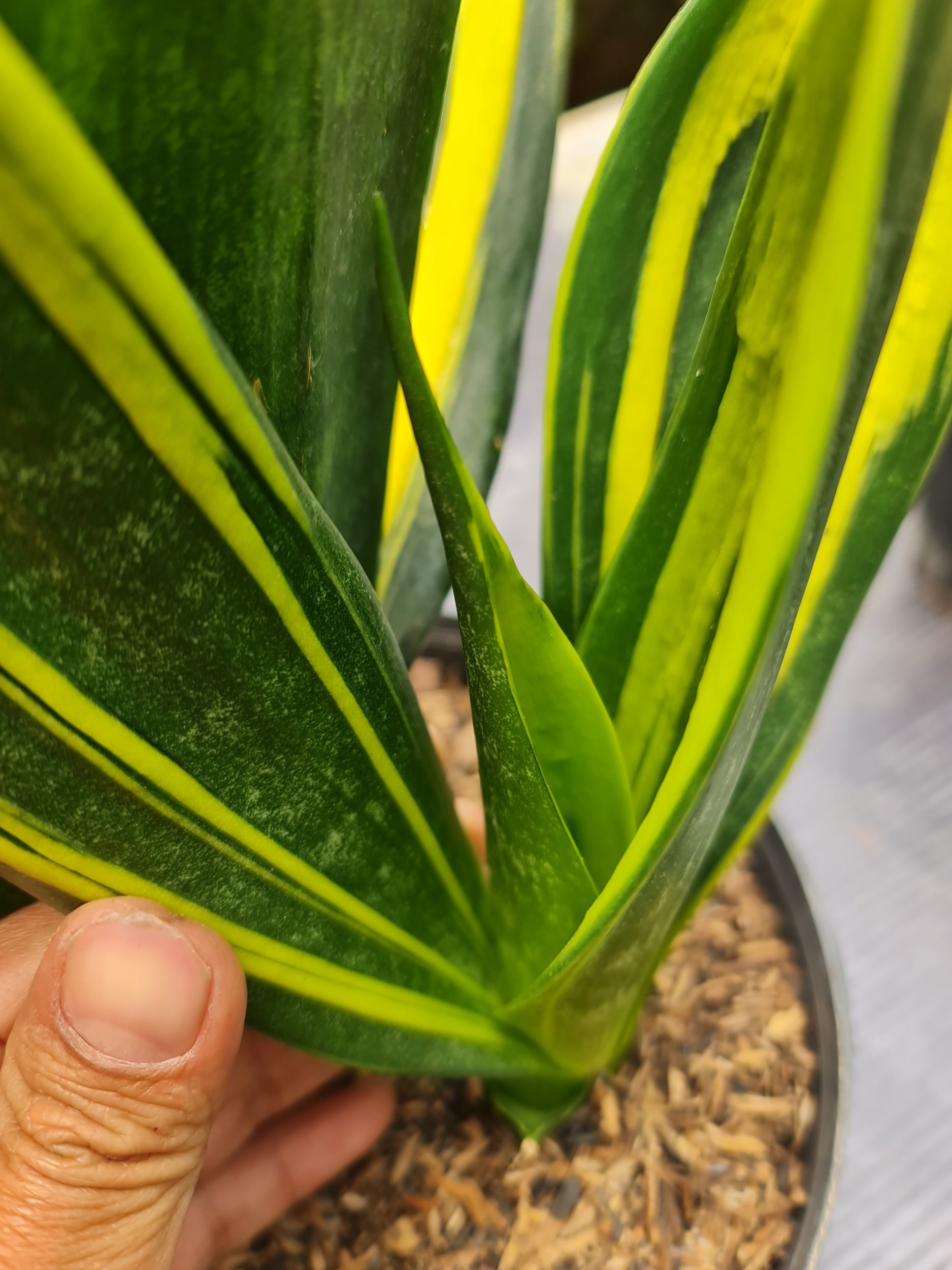 Sansevieria Goldflame Black, real gallery image #1 plants. Picture taken directly from kaktus.id community Sansevieria farmer green houses.