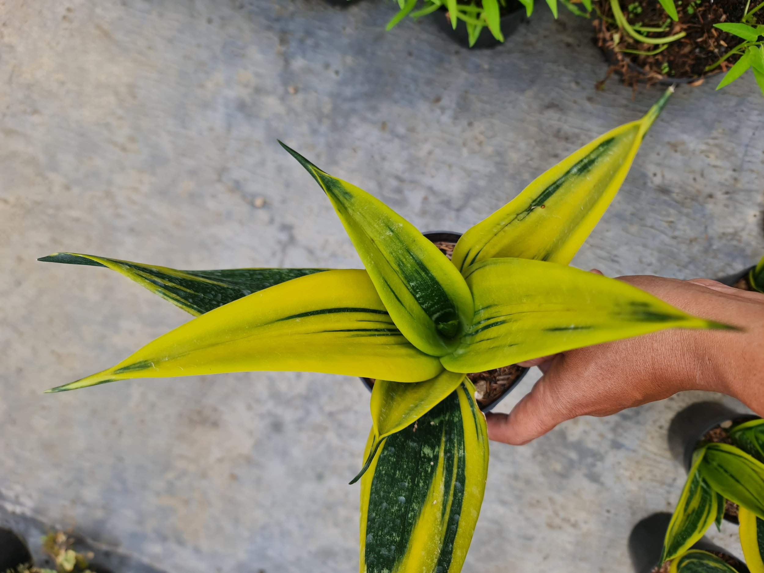 Sansevieria Gold Flame Bold Yellow, real gallery image #1 plants. Picture taken directly from kaktus.id community Sansevieria farmer green houses.