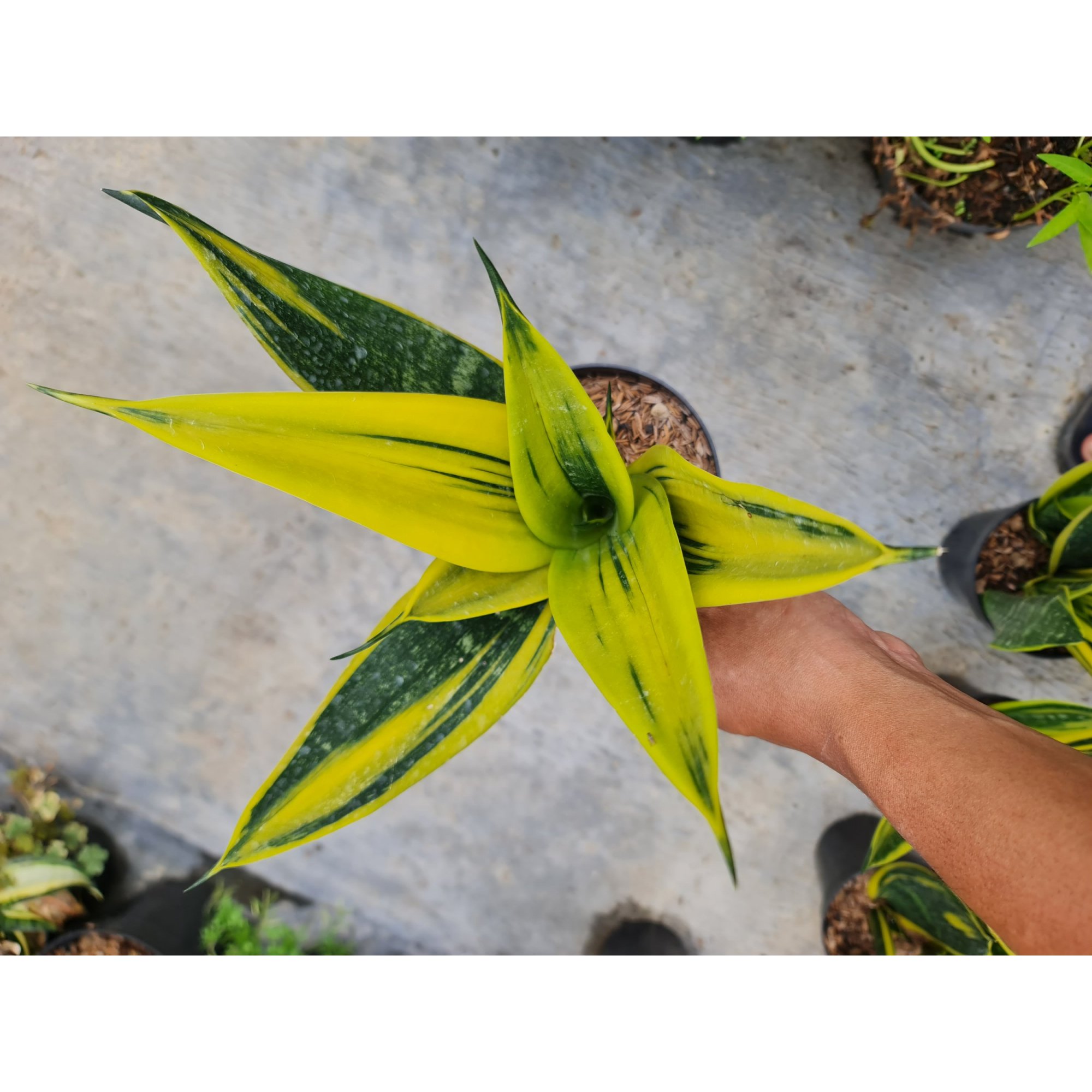 Sansevieria Gold Flame Bold Yellow, real feature image plant. Picture taken directly from kaktus.id community Sansevieria farmer green houses.