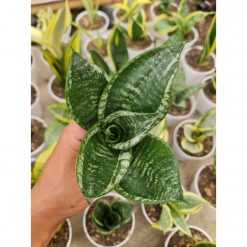 Sansevieria Hahnii Martin