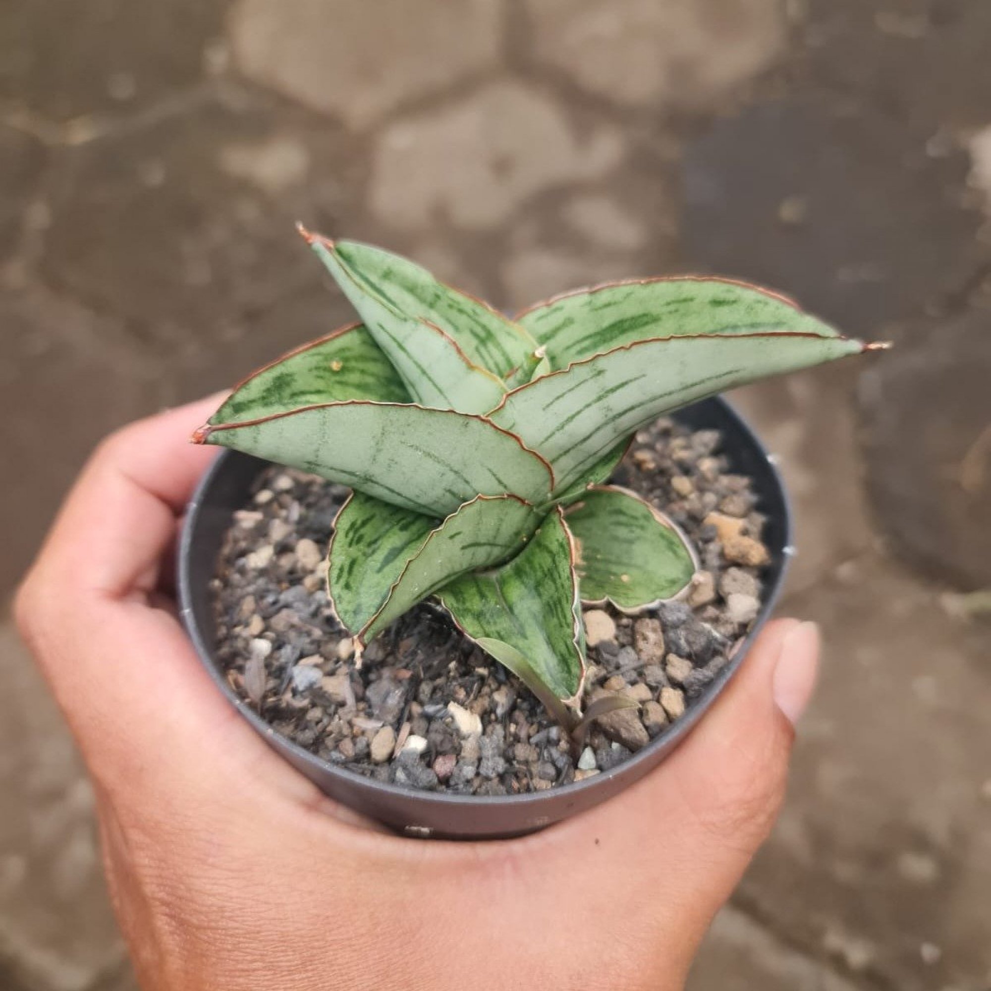 Sansevieria Hobbit size 10 cm, real feature image plant. Picture taken directly from kaktus.id community Sansevieria farmer green houses.