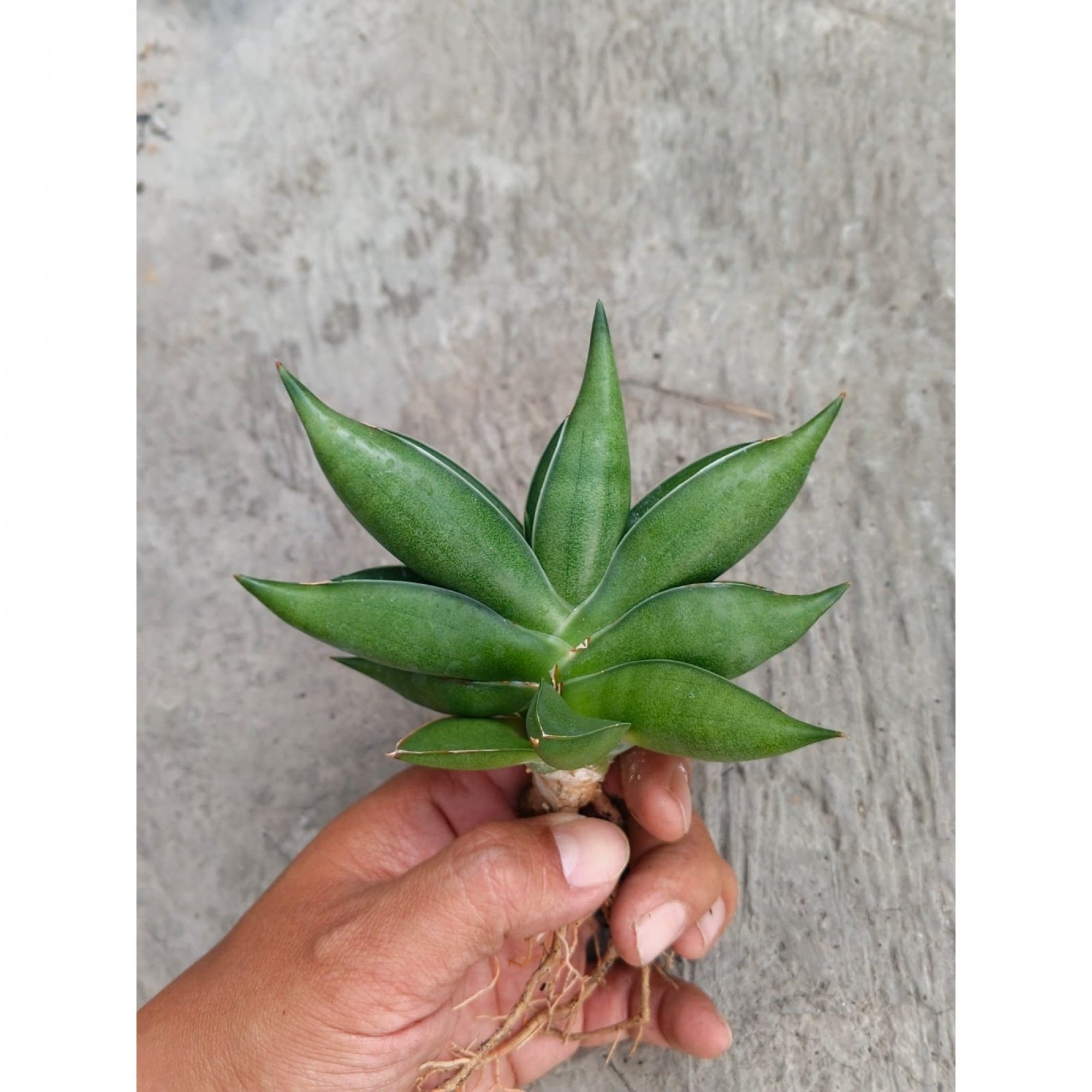 Sansevieria Hybrid Pinguiculata Black X Boncel, real feature image plant. Picture taken directly from kaktus.id community Sansevieria farmer green houses.