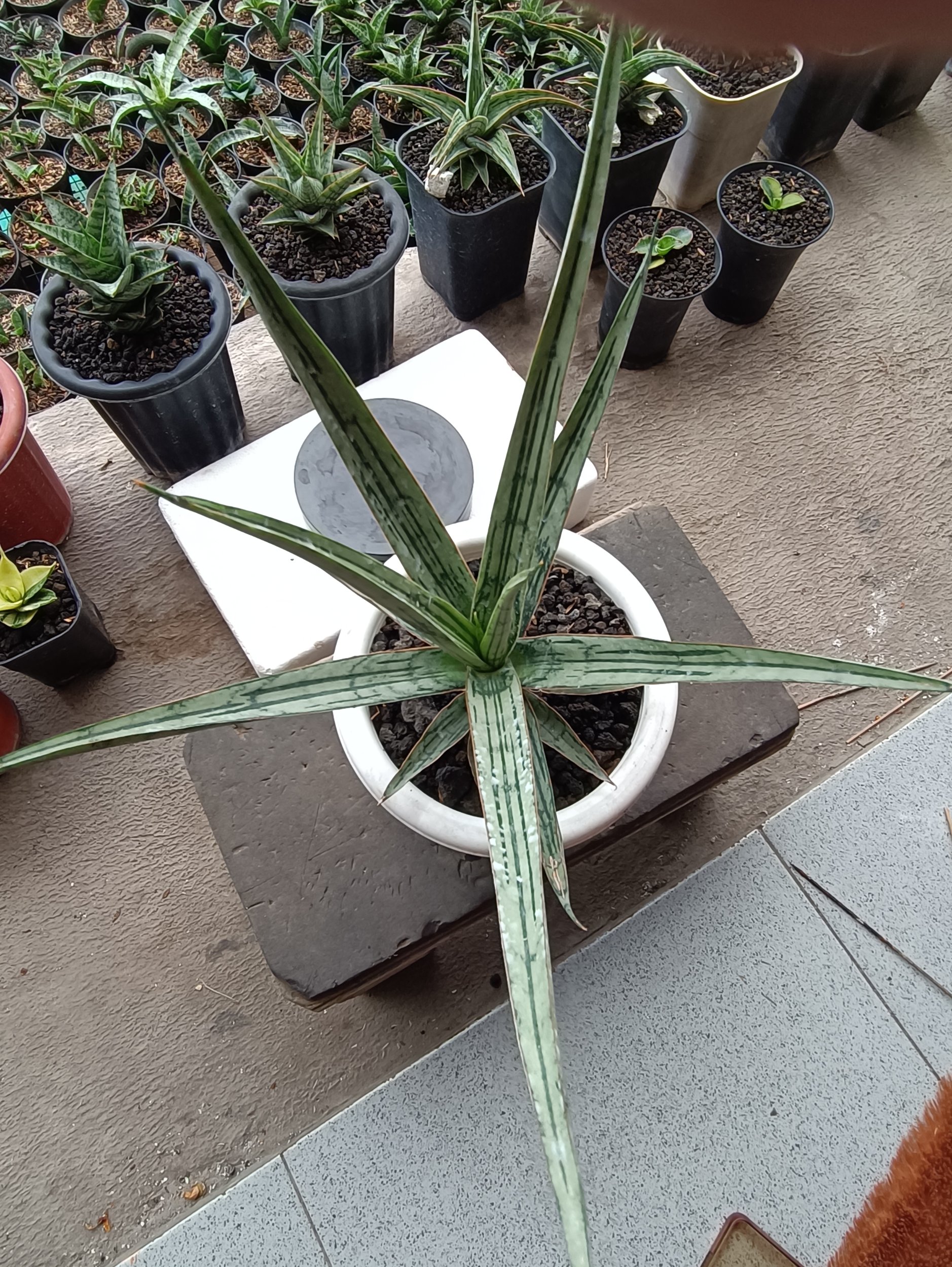 Sansevieria Jeane, real gallery image #1 plants. Picture taken directly from kaktus.id community Sansevieria farmer green houses.