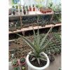 Sansevieria Jeane