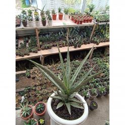 Sansevieria Jeane