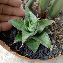 Sansevieria Kaisar Size 8 Cm