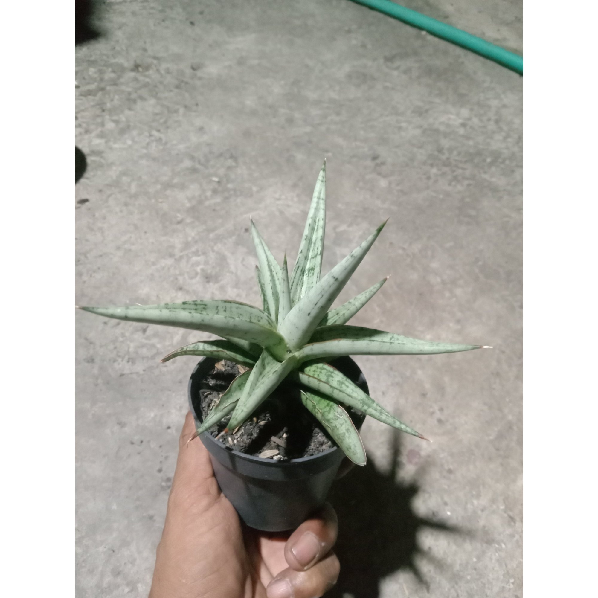 Sansevieria Kasih Small, real feature image plant. Picture taken directly from kaktus.id community Sansevieria farmer green houses.