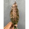 Sansevieria Kirkii Brown 1leaves 30pcs