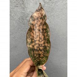 Sansevieria Kirkii Brown 1leaves 30pcs