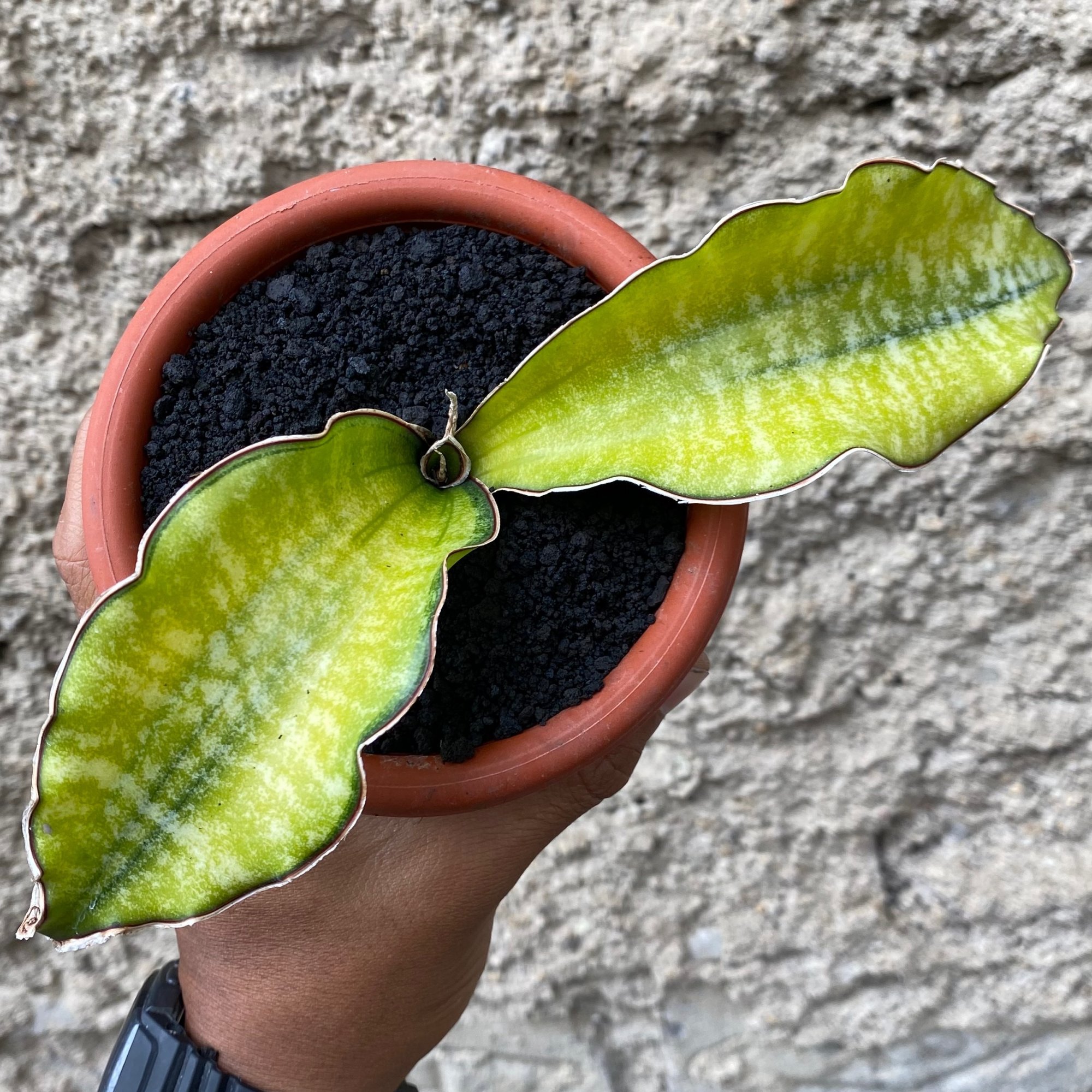 Sansevieria Kirkii Coral Blue Variegated 2leaves, real feature image plant. Picture taken directly from kaktus.id community Sansevieria farmer green houses.