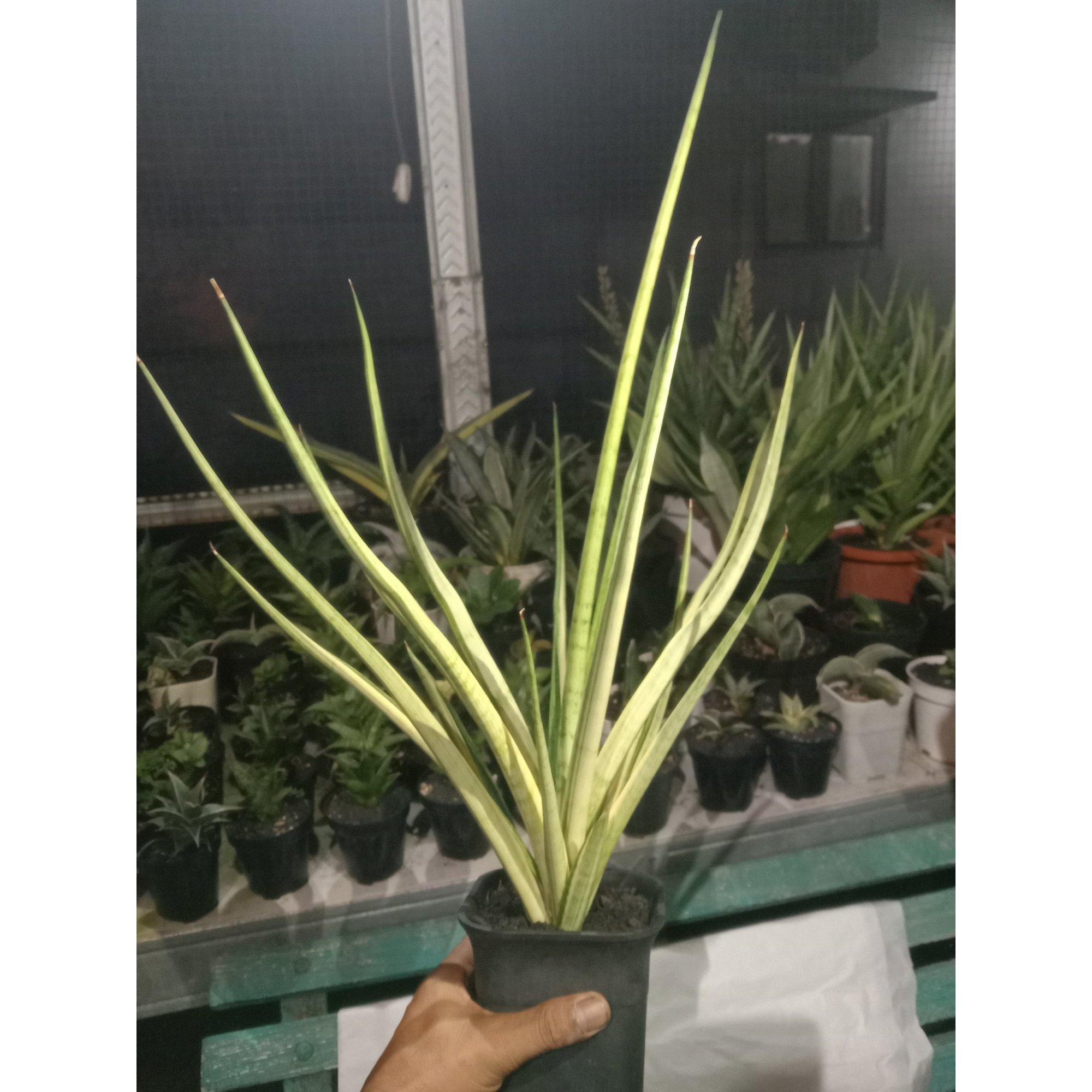 Sansevieria Ladycarm Variegated Jumbo Size, real feature image plant. Picture taken directly from kaktus.id community Sansevieria farmer green houses.