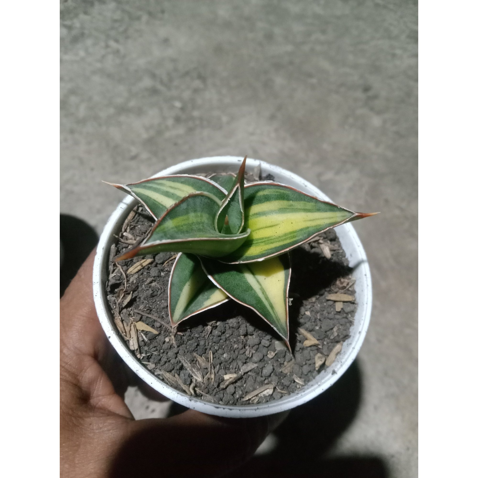 Sansevieria Lavranos Variegated, real feature image plant. Picture taken directly from kaktus.id community Sansevieria farmer green houses.