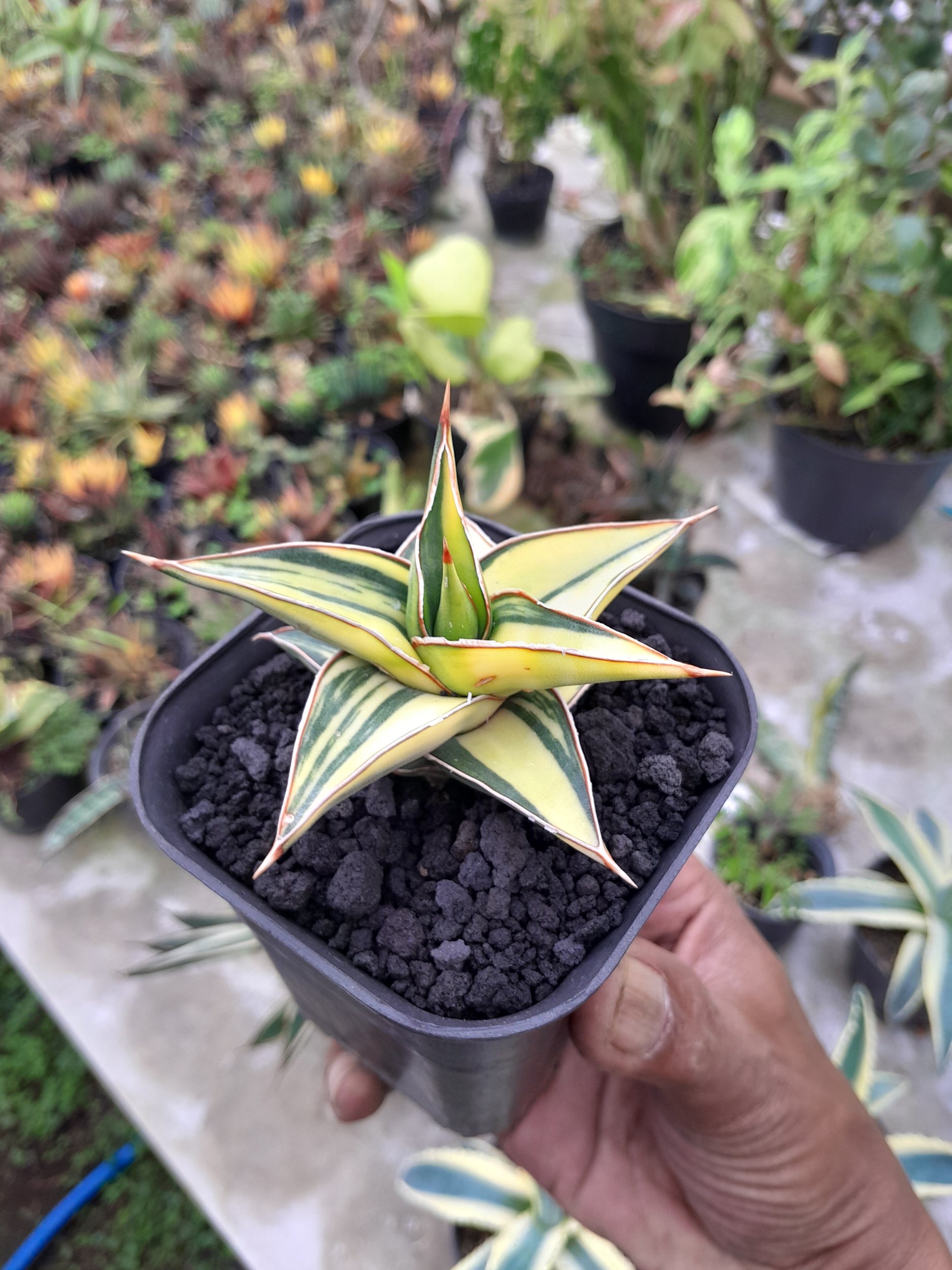 Sansevieria Lavranos White Var, real gallery image #1 plants. Picture taken directly from kaktus.id community Sansevieria farmer green houses.