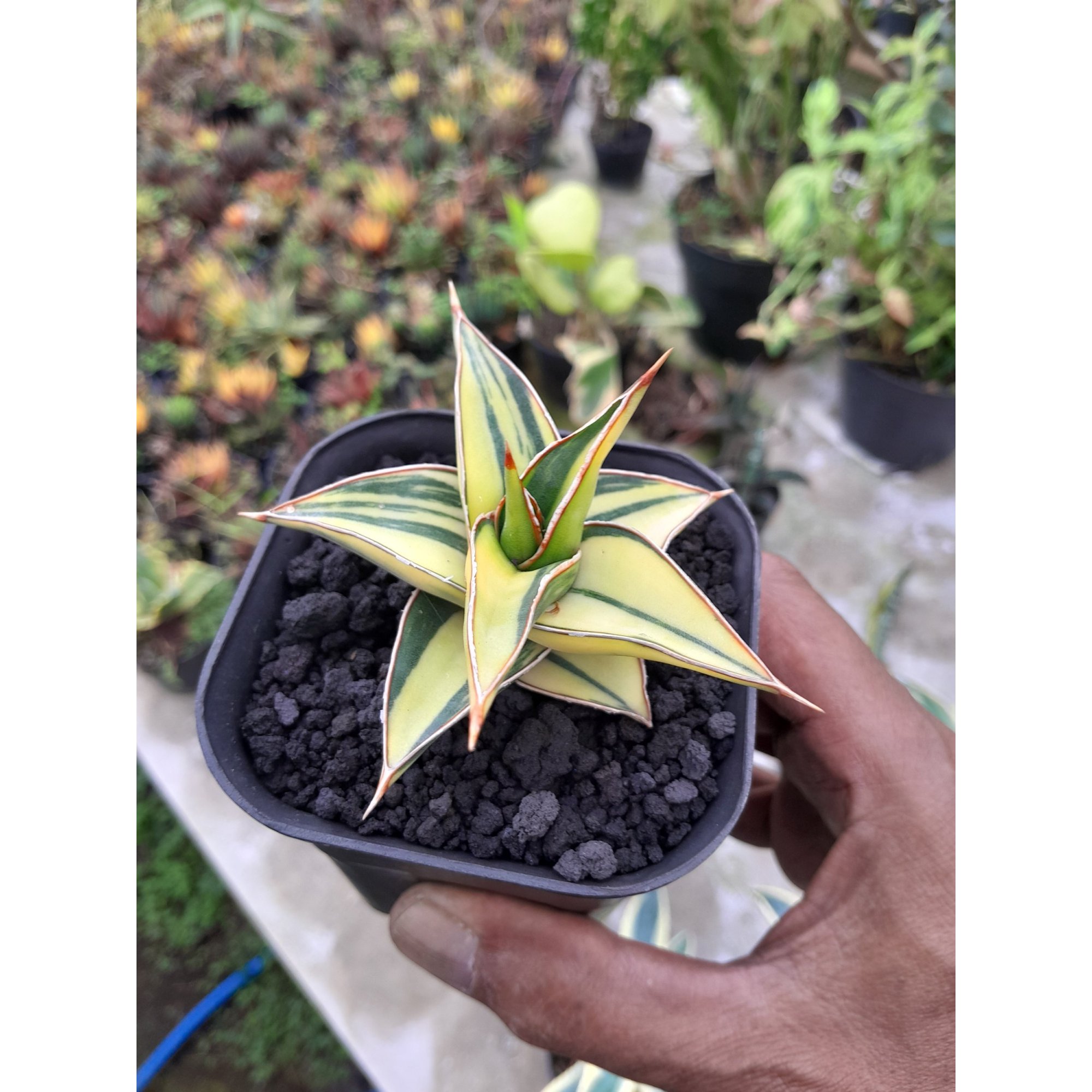 Sansevieria Lavranos White Var, real feature image plant. Picture taken directly from kaktus.id community Sansevieria farmer green houses.