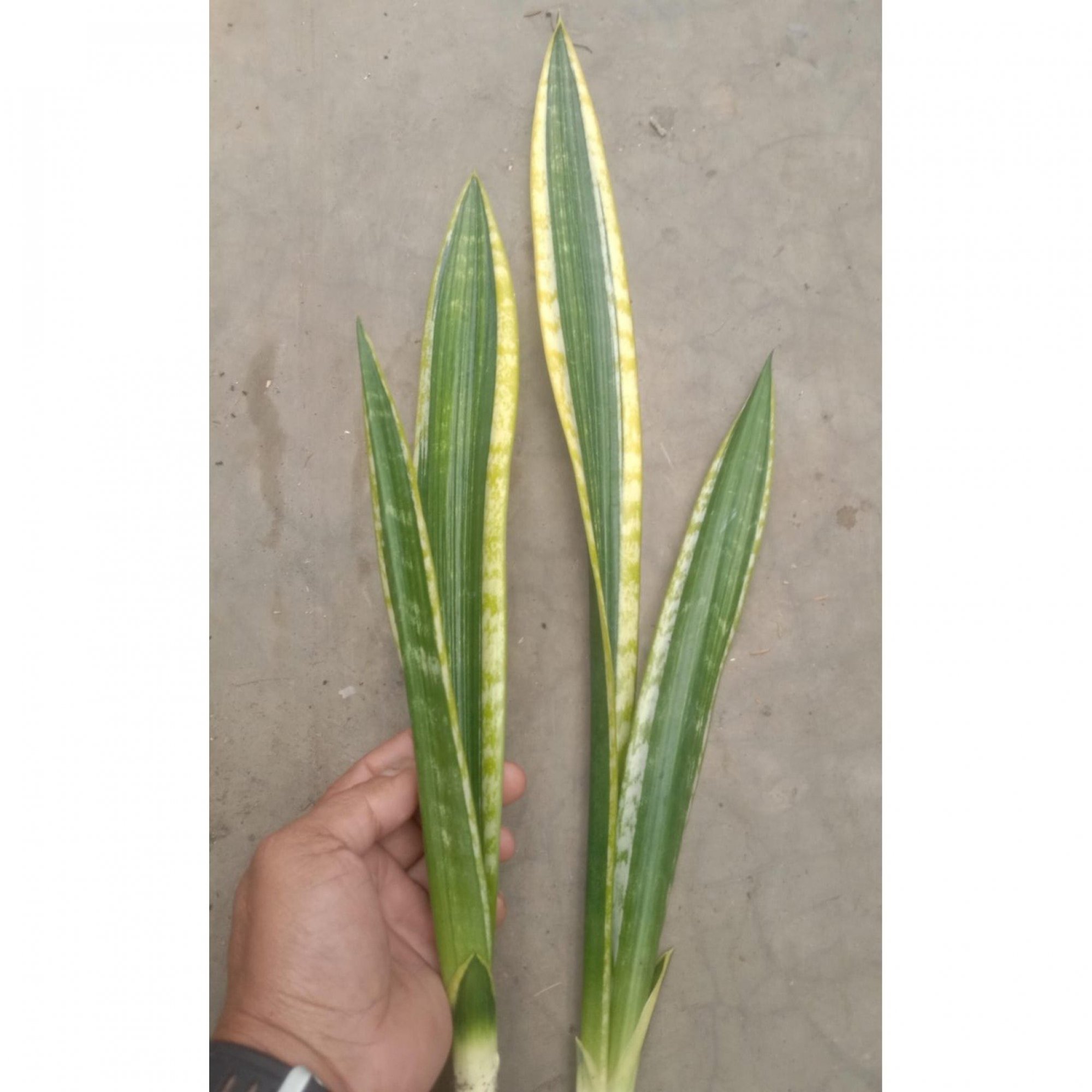 Sansevieria Lourentii Daria Mutation Hybrid, real feature image plant. Picture taken directly from kaktus.id community Sansevieria farmer green houses.